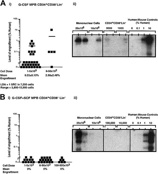 Fig. 3. Quantitative analysis of SRCs derived from CD34+CD38−Lin− cells isolated from G-CSF– or G-CSF plus SCF–mobilized PB. / Summary of human cell engraftment in NOD/SCID EMVnull mice that received transplants of G-CSF–mobilized CD34+CD38−Lin− cells (Ai) or G-CSF plus SCF–mobilized CD34+CD38−Lin− cells (Bi). Cells were transplanted into the tail vein of sublethally irradiated NOD/SCID mice at the dose ranges indicated. Mouse BM cells were extracted 6 to 8 weeks after transplantation, filtered, and stained with human CD45 and CD38 antibodies conjugated to fluorochromes to detect the presence or absence of human cells by flow cytometry. Each symbol (▪) represents a single mouse recipient with CD34+CD38−Lin− transplanted cells derived from a total of 11 independent G-CSF–mobilized samples (n = 35) and 10 independent G-CSF plus SCF–mobilized samples (n = 32). Sorting gates and quadrants were established by means of isotype controls for each experiment. Human engraftment was observed with as few as 1000 G-CSF–mobilized CD34+CD38−Lin− cells. LDA revealed that 1 SRC was present in approximately 7200 G-CSF–mobilized CD34+CD38−Lin− cells (range, 3800-13 900 cells). Human engraftment was not detectable from G-CSF plus SCF CD34+CD38−Lin− cells at doses up to 500 000 cells. Representative Southern blot analysis is depicted as G-CSF–mobilized MNCs and CD34+CD38−Lin− cells (Aii), and G-CSF plus SCF–mobilized MNCs and CD34+CD38−Lin− cells (Bii). Human engraftment exceeding 0.1% human DNA was compared with human-to-mouse DNA controls.