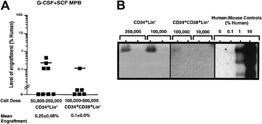 Fig. 4. Quantitative analysis of the repopulating capacity of CD34+Lin− and CD34+CD38+Lin− cell populations isolated from G-CSF plus SCF–mobilized PB. / Summary of human cell engraftment in NOD/SCID EMVnull mice that received transplants of (A) G-CSF plus SCF–mobilized CD34+Lin− or CD34+CD38+Lin− cells. Cells were injected into the tail vein of sublethally irradiated NOD/SCID EMVnull mice at the dose ranges indicated. Mouse BM cells were extracted 6 to 8 weeks after transplantation to detect the presence of human cells by flow cytometry. Each symbol (▪) represents a single mouse with CD34+Lin− or CD34+CD38+Lin+ transplanted cells derived from a total of 5 independent G-CSF plus SCF–mobilized samples (n = 14). Human engraftment was observed with 100 000 G-CSF plus SCF–mobilized CD34+Lin− and CD34+CD38+Lin− cells. Representative Southern blot analysis of human cell engraftment after transplantation with (B) G-CSF plus SCF–mobilized CD34+Lin− and CD34+CD38−Lin− cells. The level of human engraftment was determined by comparing the characteristic 2.7-kb band to human-to-mouse DNA mixture controls.
