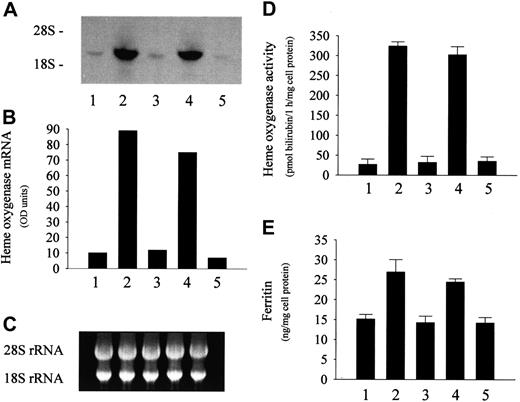 Fig. 3. Effect of LDL isolated from heme- or metHb-containing plasma on endothelial HO-1 and ferritin. / LDL isolated from heme- or metHb-containing plasma induces endothelial HO-1 and ferritin. (A) For HO-1 mRNA Northern analysis, endothelial cells were incubated with native 50 μg/mL LDL (first lane) or with LDL derived from plasma containing 80 μM heme (second lane), 20 μM ferroHb (third lane), 20 μM metHb (fourth lane), or 80 μM metmyoglobin (fifth lane) as described in “Materials and methods.” (B) Densitometry tracings of HO-1 mRNA bands expressed as arbitrary OD units. (C) The corresponding 28S and 18S ribosomal RNA of the Northern blot in panel A. (D) HO enzyme activity measured at 8 hours after exposure of endothelial cell monolayers to the same LDLs as above. (E) Ferritin protein was measured at 16 hours in endothelium treated as in panel A. Results represent mean ± SE of at least 3 experiments performed in duplicate.