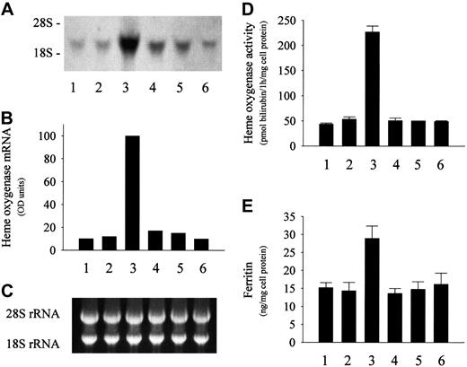 Fig. 4. Effect of LDL derived from ferroHb- and activated PMN–containing plasma on HO-1 and ferritin in endothelial cells. / LDL derived from ferroHb- and activated PMN–containing plasma induces HO-1 and ferritin in endothelial cells. (A) For HO-1 mRNA analysis, endothelium was treated with native LDL (first lane); LDL isolated from plasma containing 20 μM ferroHb (second lane), 20 μM ferroHb and PMA (500 ng/mL)–activated PMNs (107/mL) (third lane), PMA-activated PMNs alone (fourth lane), or 20 μM ferroHb and PMA (fifth lane); or LDL from plasma containing 20 μM ferroHb and resting PMNs (sixth lane) for 60 minutes in medium 199 followed by a 4-hour incubation in medium alone. Total cell RNA was isolated, and Northern blots of endothelial cell RNA were probed with biotin-labeled HO-1 cDNA probe. (B) Autoradiograph was quantified by video densitometry. (C) The corresponding 28S and 18S ribosomal RNA of the Northern blot in panel A. (D) HO enzyme activity measured at 8 hours. (E) Ferritin content was measured for the same groups as in panel A. Results represent mean ± SE of at least 3 experiments performed in duplicate.