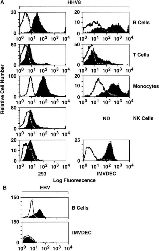 Fig. 1. Comparative attachment of FITC–HHV-8 to PBMC subpopulations (B, T, monocyte, and NK), primary MVDECs, and the 293 epithelial cell line. / (A) HHV-8 histograms. Binding of FITC HHV-8 to PBMCs isolated from leukopaks of 2 distinct donors (right and left histograms) was assessed by flow cytometry. The top 4 histograms compare binding of FITC-virus (block) with FITC-avidin (control) (line) on normal B-cell, T-cell, monocyte/macrophage, and NK-cell populations identified by prior staining of the PBMCs with PE-conjugated monospecific antibodies as described in the text. The bottom left panel demonstrates staining of 293 cells performed and analyzed at the same time as the leukopak on the left, and the bottom right panel shows staining of fMVDECs at the same time as the leukopak on the right. (B) EBV histograms. Binding of purified EBV to a B-lymphoblastoid cell line (JY) compared with fMVDEC displays a pattern distinct from HHV-8. Virus was detected by indirect immunofluorescence (“Materials and methods”) and analyzed by flow cytometry.