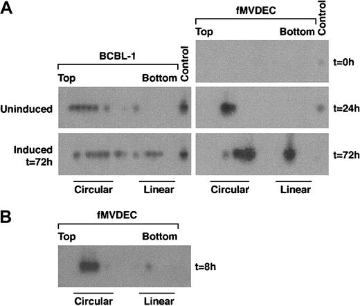 Fig. 3. PCR-based in situ lysis gel analysis of HHV-8 genomes during initial infection. / Cells were lysed in the wells of an agarose gel at the indicated times, and extrachromosomal DNA that had been separated by electrophoresis was extracted from sequential slices of the gel and analyzed by PCR amplification of a 394-bp fragment from the HHV-8 T1.1 gene. (A) At left is the configuration of HHV-8 genomes in latently infected BCBL-1 cells before and after lytic cycle induction with 3 mM sodium butyrate for 72 hours. At right is the configuration of HHV-8 before (top), at 24 hours after (middle), and at 72 hours after (bottom) primary infection in fMVDECs with HHV-8. (B) The configuration of HHV-8 genomes 8 hours after infection with HHV-8 in fMVDECs in an independent experiment. The positions of sequential PCR-amplified DNAs relative to the top and bottom of the original in situ lysis gel are indicated from left to right. The relative positions of circular and linear forms are also indicated.