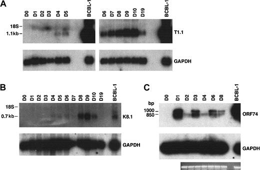 Fig. 4. Analysis of HHV-8 lytic cycle RNAs (T1.1, K8.1, and ORF74) on sequential days after primary infection. / (A) At top is the detection of T1.1 by RNA blot hybridization of 10 μg total RNA from fMVDECs harvested before infection, on days 1 through day 10 after primary infection, and on day 19 (9 days after passage). At bottom, the blot was reprobed to detect cellular GAPDH. The position of 18S RNA (2.37 kb) is indicated on the left. (B) At top is the detection of K8.1 RNA before infection and on days 1 through 10 and on day 19 after infection by the same methods described in panel A. At bottom, the blot was reprobed to detect cellular GAPDH RNA. The position 18S RNA is indicated on the left. (C) At top, ORF74 transcripts were detected in 0.5 μg total RNA from uninfected (day 0) and infected (days 1-8) fMVDECs or from BCBL-1 cells (control, right lane) by RT-PCR. Amplification products were detected by DNA blot hybridization. Positions of cDNAs are indicated in base pairs on the left. GAPDH transcripts were detected under identical conditions in the same experiment. An ethidium bromide stain of the gel (GAPDH) is also displayed.