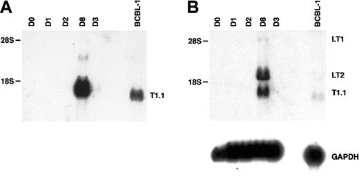 Fig. 5. Analysis of HHV-8 latent-cycle ORF72 (vCYC) RNA (encoded by LT1 and LT2) and comparison with lytic T1.1 RNA on days 3 and 8 after primary infection of fMVDECs. / (A) Detection of T1.1 RNA by Northern blot hybridization as described in Figure 4, before infection and on days 1 through 3 and on day 8 after infection. BCBL-1 RNA was analyzed as a control. Positions of 28S (6.33 kb) and 18S RNA (2.37 kb) are indicated on the left. (B) At top, the blot was reprobed with a cDNA encoding full-length ORF72. The positions of LT1 and LT2 transcripts and of residual T1.1 are indicated on the right. Positions of 28S and 18S RNAs are indicated on the left. At bottom, the blot was reprobed to detect cellular GAPDH RNA.