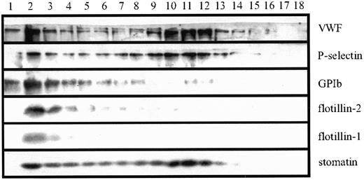 Fig. 2. Stomatin codistributes with α-granular marker proteins on sucrose density gradients. / Platelet homogenates (1 × 109 cells/mL) were separated by sucrose density-gradient (30%-60%) centrifugation. Eighteen fractions were collected (starting from the top), and aliquots were analyzed by SDS-PAGE and Western blotting. Representative data are shown (n = 5).
