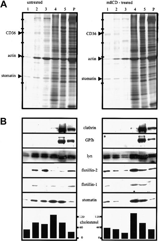 Fig. 3. Lipid-raft association of stomatin after TX-100 lysis changes on mβCD-treatment. / Platelets (2 × 109 cells/mL) were incubated for 30 minutes at 37°C in the presence (mβCD-treated) or absence (untreated) of 0.5% mβCD, washed twice in buffer I containing 2 mM CaCl2, and lysed in 1% TX-100 at 4°C. The lysates containing 5.3 mg/mL protein were adjusted to 50% sucrose, and 750 μL was transferred to SW 50 centrifuge tubes; overlaid with 40%, 30%, 20%, and 10% sucrose (750 μL each); and centrifuged for 17 hours at 230 000g. Five fractions (750 μL) were collected from the top, and the pellet (P) was resuspended in 750 μL TBS. Aliquots were analyzed by silver staining (A) and Western blotting (B) and for cholesterol content (the concentration of cholesterol is given in nanomoles per milliliter). Equal volumes of the fractions were loaded on the gels except for fraction 5 in panel A, which was diluted 1:10 in sample buffer. Arrowheads in panel A indicate the respective protein bands of fraction 2, which were identified by MALDI-MS. Bars in panel A indicate molecular-weight markers of 205, 116, 97, 66, 45, and 29 kd. Representative data are shown (n = 4).