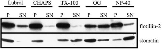Fig. 4. Detergent solubility of stomatin and flotillin-2. / Platelets (2 × 109 cells/mL) were incubated at 4°C with lysis buffer containing 1% of Lubrol, CHAPS, TX-100, NP-40, or 60 mM OG. Insoluble material was formed into pellets (by centrifugation at 100 000g for 1 hour), and equal amounts of the resuspended pellet (P) and the supernatant (SN) were analyzed by SDS-PAGE and Western blotting. Representative data are shown (n = 3).
