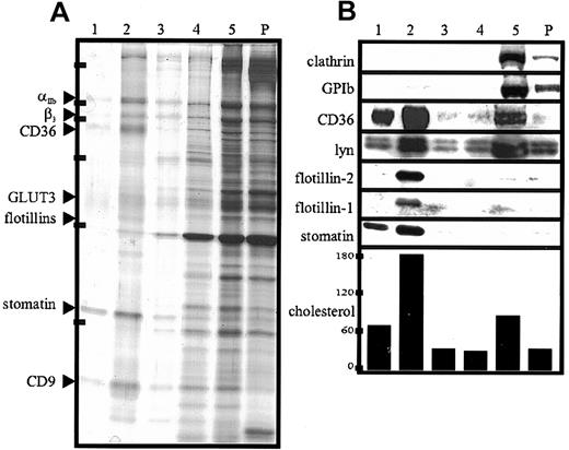 Fig. 5. Lipid-raft association of proteins from platelets and α granules after CHAPS lysis. / (A,B) Platelets (2 × 109 cells/mL) were lysed in 1% CHAPS at 4°C. The lysates containing 5.0 mg/mL protein were adjusted to 50% sucrose. Then, 750 μL was transferred to SW 50 centrifuge tubes; overlaid with 40%, 30%, 20%, and 10% sucrose (750 μL each); and centrifuged for 17 hours at 230 000g. Five fractions (750 μL) were collected from the top, and the pellet (P) was resuspended in 750 μL TBS. Aliquots were analyzed by silver staining (A) and Western blotting (B) and for cholesterol content (the concentration of cholesterol is given in nanomoles per milliliter). Equal volumes of the fractions were loaded on the gels except for fraction 5 in panel A, which was diluted 1:10 in sample buffer. Arrowheads in panel A indicate the respective protein bands of fraction 2, which were identified by MALDI-MS. Bars in panel A indicate molecular-weight markers of 205, 116, 97, 66, 45, and 29 kd. Representative data are shown (n = 3).