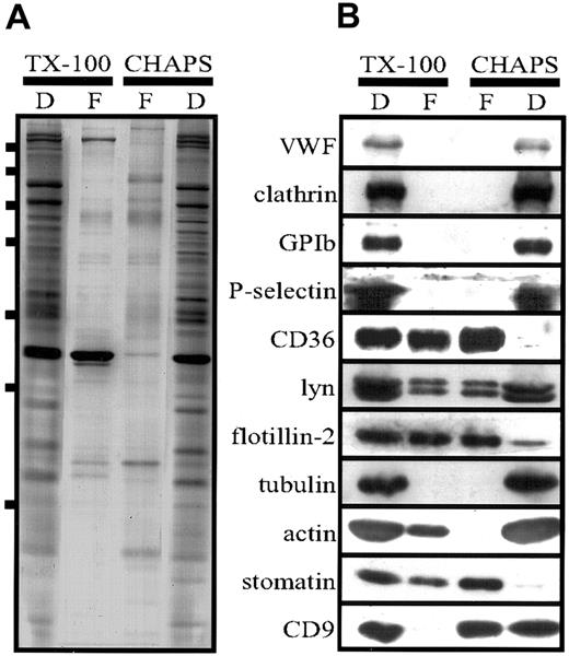 Fig. 6. Comparison of lipid rafts isolated from TX-100 and CHAPS lysates. / (A,B) Platelets (2 × 109 cells/mL) were lysed in 1% TX-100 or CHAPS at 4°C, and flotation experiments were performed as described in the legends for Figures 3 and 5. Aliquots of the pooled floating (F) fractions 1 to 3 and dense (D) fraction 5 were analyzed. For Western blot analysis (B), equal volumes were loaded on the gel, whereas for silver staining (A), the fraction 5 was diluted 1:30 because of the high protein content. Bars in panel A indicate molecular-weight markers of 250, 150, 100, 75, 50, 37, and 25 kd. Representative data are shown (n = 3).