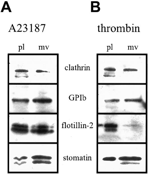 Fig. 7. Enrichment of stomatin in microvesicles after platelet activation. / Platelets (1 × 109 cells/mL) were activated by incubation with 4 μM ionophore A23187 (A) or 1 U/mL thrombin (B) at 37°C for 30 minutes. Platelets and microvesicles were isolated by differential pelleting steps, and aliquots normalized to equal protein content were analyzed by Western blotting. Representative data are shown (n = 3); pl indicates platelets; and mv, microvesicles.