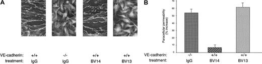 Fig. 1. Effect of BV14 and BV13 on VE-cadherin organization at junctions and on permeability of confluent endothelial cells. / (A) VE-cadherin+/+ (i) and VE-cadherin−/− (ii) cells were incubated with BV13 mAb (50 μg/mL) after fixation. Only VE-cadherin–positive cells expressed the antigen at junctions, while VE-cadherin null cells were negative to staining. VE-cadherin+/+ cells were incubated with 50 μg/mL BV14 (iii) or BV13 (iv) for 7 hours before fixation. After this time, cells were fixed, and VE-cadherin staining was evidenced by a rhodhamine-conjugated secondary antibody. (Magnification × 1000.) (B) Permeability across cell monolayers was measured by seeding the cells on Transwell filters and measuring the passage of FITC-dextran from the upper to the lower compartment. VE-cadherin−/− cells presented higher permeability values as compared to VE-cadherin+/+ cells. Addition of BV13 (50 μg/mL) to VE-cadherin–positive cells induced an increase in permeability at 3 hours, similar to that observed in VE-cadherin−/− cells. BV14 at the same concentration was ineffective. Increasing the concentration of the mAbs up to 100 μg/mL did not further increase permeability. Data are expressed as percent increase in comparison to VE-cadherin+/+ cells and are means ± SEM of quadruplicates from a typical experiment out of 4 performed.