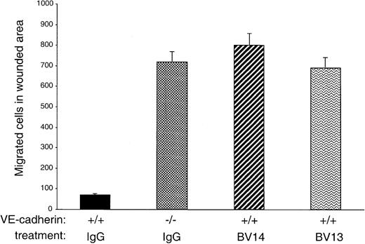 Fig. 3. Migration of endothelial cells into a wounded area. / A standardized wound of 27 mm2 was produced in monolayers of cultured endothelial cells. The total number of single cells that migrated into the wound area at 6 hours was then counted. VE-cadherin−/− cells migrated more efficiently than VE-cadherin+/+ cells. BV13 or BV14 mAbs (50 μg/mL) were added to VE-cadherin+/+ cells immediately after the wound. Both mAbs increased cell migration to a level comparable to VE-cadherin−/− cells. Data are means ± SEM of quadruplicates from 1 experiment representative of 3 performed.