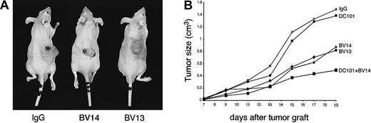 Fig. 5. Treatment with VE-cadherin mAbs inhibits growth of H5V hemangiomas. / Hemangiomas were established by injecting 1 × 105H5V cells subcutaneously into the right flank of nu/nu (CD-1)BR mice. The day after injection and every 3 days, mice received equal amounts of BV14 or BV13 (50 μg/mouse), or DC101 (800 μg/mouse), or the combination of BV14 and DC101 (50 μg/mouse and 800 μg/mouse, respectively). Control mice were treated with 50 μg/mouse of nonimmune rat IgG. Tumor size was measured every 3 days. (A) Representative hemangiomas in mice treated with nonimmune IgG, BV13, or BV14 at 19 days after implantation. In animals treated with either BV13 or BV14, the size of tumors was significantly smaller. Note the presence of hematomas around the tumor upon BV13 treatment, indicating local increase in permeability. (B) Hemangioma growth in mice treated with different mAbs. BV13 and BV14 inhibited tumor progression, while DC101 was ineffective. Combination of BV14 with DC101 was more effective. Data are means of 3 separate experiments performed in quintuplicate. SEM never exceeded 20% of the means. Similar results were obtained when the dose of BV14 was increased to 200 μg/mouse.
