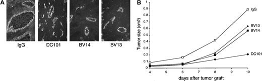 Fig. 6. VE-cadherin mAbs inhibit growth of C6 glioma tumors. / C6 glioma (3 × 106 cells/mice) was injected subcutaneously into the right flank of nu/nu (CD-1)BR mice. The day after injection and every 3 days, mice received 50 μg/mouse of nonimmune IgG or an equal amount of BV14 or BV13 or DC101 (800 μg/mouse). (A) Immunofluorescence staining of C6 vessels using a rat anti–mouse-PECAM-1 mAb. Vessels present an enlarged lumen and irregular structure in control mice. In the 3 groups of treated mice, the vessels were reduced in number and size. (Magnification ×200.) (B) Time course of C6 tumor growth in animals treated with BV13, BV14, and DC101. All 3 mAbs inhibited C6 growth, but DC101 was the most effective. BV14 and BV13 showed a comparable activity. Data are means of 3 separate experiments performed in quintuplicate. SEM never exceeded 20% of the means. Higher doses of BV14 (up to 200 μg/mouse) showed similar results.