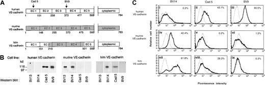 Fig. 8. BV14 binds to the membrane proximal region of VE-cadherin. / (A) Schematic representation of VE-cadherin constructs. The extracellular domains EC3 and EC4 in human VE-cadherin were substituted with the murine homologous sequence spanning from AA 215 to AA 501. Recognition binding domains of the mAbs Cad 5 and BV9 on human VE-cadherin are indicated. (B) Western blot analysis of VE-cadherin transfectant cell line extracts using anti–human and anti–mouse VE-cadherin antibodies. As expected, mAb BV13 and BV14 recognized murine VE-cadherin, while mAb Cad 5 and BV9 human VE-cadherin did not. However, only BV14 and Cad 5 could bind to the chimeric construct. (C) Fluorescence flow cytometric analysis of binding of different mAbs to endothelial cells. Saturating concentrations of mAbs were used for staining. Panels indicate fluorescence intensity, and the numbers inside the panels represent the percentage of cells positive to staining with mAbs. MAbs Cad 5 and BV9 bind human VE-cadherin cells (ii) and (iii) and BV14 binds murine VE-cadherin (iv). The analysis was performed at least 3 times for each cell type.