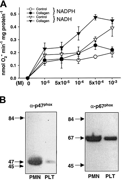 Fig. 3. NADH/NAD(P)H oxidase activity and expression. / (A) NADH/NAD(P)H oxidase activity in stimulated platelets. Addition of NADH led to a dose-dependent increase in O2− production in lysates of platelets (n = 3). When platelets had been stimulated with collagen, it was further increased compared to lysates of control platelets. NAD(P)H as a cosubstrate caused less O2− production (n = 3). (B) NAD(P)H oxidase subunit expression in platelets. Immunoblots of platelet protein expression (PLT) of the NAD(P)H oxidase subunits p47phox and p67phox compared to neutrophil protein (PMN) as a positive control. As described in “Materials and methods,” 40 μg of protein lysed was subjected to SDS–polyacrylamide-gel-electrophoresis, blotted on nitrocellulose membranes, and visualized using polyclonal antibodies against the indicated proteins.