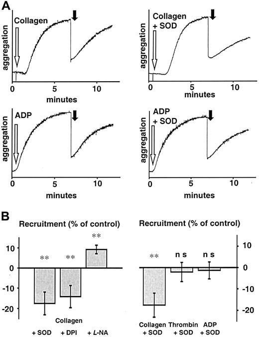 Fig. 5. Influence of antioxidants on recruitment following collagen stimulation. / (A) Representative tracings of platelet recruitment experiments. Recruitment induced by various agonists showed different reactions to scavenging of O2− and inhibition of NAD(P)H oxidase. Seven minutes after platelets had been stimulated (white arrow) in the presence of either vehicle or SOD (500 U/mL), an equal amount of untreated platelets was added (black arrow) and recruitment of additional platelets to the preformed thrombus measured for another 5 minutes. Aggregation of recruited platelets resembled that of ADP-induced aggregation, indicating that ADP release from platelets during aggregation is the main stimulus acting on recruitable platelets. (B) Left: Aggregation of recruited platelets at 5 minutes after addition to a preformed thrombus as percent of control (recruitment following collagen stimulation). SOD (500 U/mL) and DPI (100 μM) significantly decreased recruitment, whereas L-NA (30 μM) enhanced it (n = 10 each). Right: SOD only decreased recruitment when stimulation was due to an agonist that induces platelet O2− production like collagen, but not when it was due to thrombin or ADP (n = 10 each). Boiled SOD was without effect (not shown). **Significantly different versus control atP < .01.