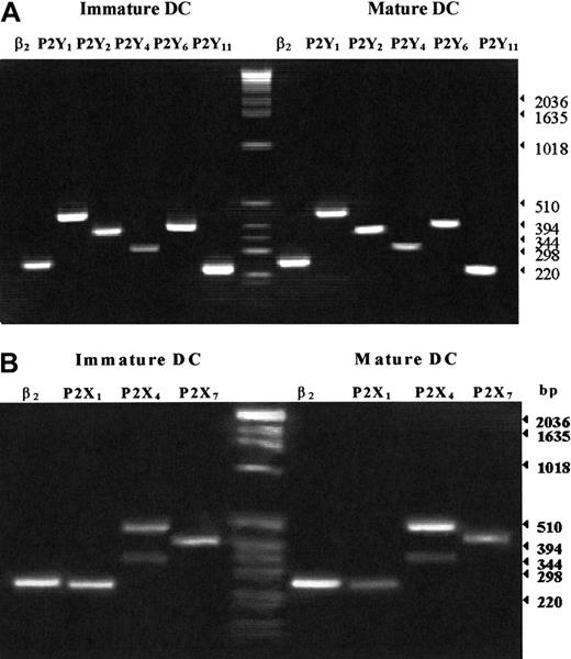 Fig. 6. Expression of the mRNA for P2XR and P2YR subtypes in immature and mature human DCs. / RT-PCR was performed as detailed in “Materials and methods.” Experiments were repeated 5 times with identical results.