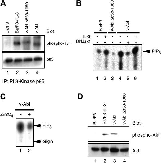 Fig. 1. Impaired activation of PI 3-K/Akt pathway in the v-Abl Δ858-1080 mutant. / (A) Tyrosine phosphorylation of the p85 subunit of PI 3-K is affected downstream of the v-Abl Δ858-1080. Extracts prepared from the indicated cell lines were immunoprecipitated with an anti-p85 antibody and immunoblotted with antiphosphotyrosine antisera. (B) Deletion of the Jak1-binding domain or expression of a kinase-deficient Jak1 reduces PI 3-K activation downstream of v-Abl in vitro. In vitro PI 3-K activation assays were performed by assessing lipid kinase activity in phosphotyrosine immunoprecipitates prepared from the indicated cell lines. L-α phosphatidylinositol phosphate (PIP) was used as substrate. (C) Jak1 kinase activity is required for maximum induction of PIP3 in vivo. In vivo PIP3 levels were measured by extracting lipids from the p160 v-Abl–expressing Ba/F3 cell line prior to (lane 1) or after induction of kinase-inactive Jak1 (lane 2). (D) Activation of Akt downstream of the v-Abl Δ858-1080. Eighty micrograms of whole cell extracts was fractionated on 10% sodium dodecyl sulfate–polyacrylamide gel electrophoresis and immunoblotted with an antibody specific for activated Akt. For loading control, the blot was stripped and reprobed with an antibody to pan-Akt, which recognizes Akt regardless of its state of activation.