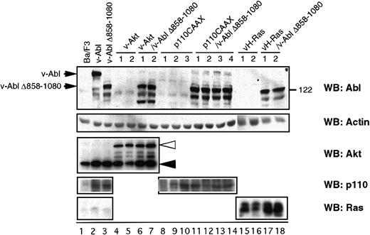 Fig. 2. Characterization of Ba/F3-derived transfectants. / Cell extracts prepared from the indicated cell lines were analyzed by Western blot for the tyrosine phosphorylation status and the expression of either p160 v-Abl, Akt, p110 subunit of PI 3-K, or v-H-Ras. The closed and open triangles indicate the endogenous c-Akt and introduced v-Akt, respectively.