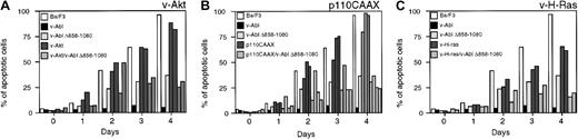 Fig. 4. Apoptosis analysis of Ba/F3-derived transfectants in the absence of IL-3. / Parental Ba/F3 cells and other transfectants were washed extensively and resuspended at a density of 2 × 105 to 3 × 105 cells per milliliter in the media without cytokine. The aliquots of the cells were harvested after every 24 hours, stained with propidium iodide, and analyzed by fluorescence-activated cell sorter. Each column represents the independent Ba/F3 clones of each category.