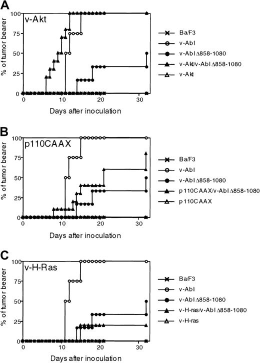 Fig. 5. Akt, but not p110CAAX or v-H-Ras, complements the efficiency and latency of the v-Abl Δ858-1080 mutant in tumorigenesis. / Nude mice were injected with either parental IL-3–dependent Ba/F3 cells; Ba/F3 transfectants expressing wild type; v-Abl Δ858-1080 mutant; single transfectants that express either v-Akt, p110CAAX, or v-H-Ras; or double transfectants that express v-Abl Δ858-1080 mutant and either v-Akt, p110CAAX, or v-H-Ras. The mice were monitored for visible signs of growth over the 30-day period of after injection. Data from 3 experiments are pooled. The total numbers of mice injected for each category of transfectants were as follows: 2 for parental Ba/F3 cells, 4 for p160 v-Abl–Ba/F3, 4 for Jak1-binding mutant Ba/F3, 6 for Akt-Ba/F3, 4 for Ras-Ba/F3, 4 for p110CAAX-Ba/F3, 10 for Akt/J1BM-Abl-Ba/F3, 10 for Ras/J1BM-Abl-Ba/F3, and 10 for p110CAAX/J1BM-Abl-Ba/F3.