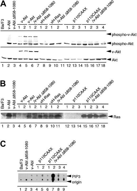 Fig. 6. Analysis of the mutual activation of Ras, PI 3-K, and Akt in the parental Ba/F3 cells and the transfectants. / (A) Parental Ba/F3 cells and other transfectants were cultured in the media without IL-3 overnight. Cell extracts prepared from the indicated cell lines were analyzed by Western blotting using antiphosphoserine-Akt antibody. The membrane was reprobed with pan-Akt antibody. (B) Parental Ba/F3 cells and other transfectants were cultured in the media without IL-3 for 4 hours. Cell extracts prepared from the indicated cell lines were subjected to pull-down analysis using GST-Raf fusion protein. Precipitates were separated on sodium dodecyl sulfate–polyacrylamide gel electrophoresis and blotted with anti-Ras antibody. (C) Parental Ba/F3 cells and transfectants expressing p110CAAX alone or p110CAAX/v-Abl Δ858-1080 were subjected to PIP3 assay as described in “Materials and methods.”