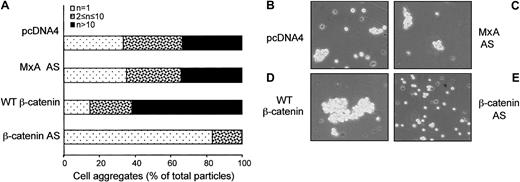 Fig. 4. β-Catenin contributes to homotypic cell aggregation of PHA-activated Jurkat cells. / Jurkat cells were transiently transfected with vectors encoding pEGFP (5 μg) and other constructs (10 μg each) as indicated, and GFP-positive cells were sorted by flow cytometry, suspended in complete medium containing 2 μg/mL PHA, and plated into a 96-well plate at 5 × 104/100 μL per well. After 30 minutes of incubation at 37°C, the cells were transferred to a hemocytometer using a wide-diameter pipette tip, and aggregation was determined using an inverted Leica microscope. Single cells, small clusters containing 2 to 10 cells, and clusters of more than 10 cells were counted by visual inspection of at least 4 wells per condition in 3 independent experiments.