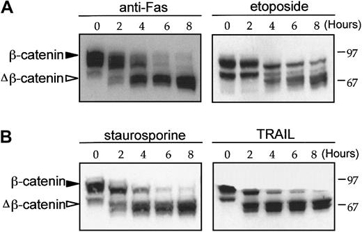 Fig. 5. β-Catenin cleavage in response to apoptotic stimuli. / Time-dependent β-catenin cleavage in Jurkat cells in response to anti-Fas (100 ng/mL), staurosporine (1 μM), etoposide (100 μM), and TRAIL (100 ng/mL). After incubation for the time indicated, whole cell lysates were prepared using CSK buffer and β-catenin expression was determined by Western blot analysis. β-Catenin and degradative intermediates of β-catenin (closed and open triangles, respectively) are indicated.