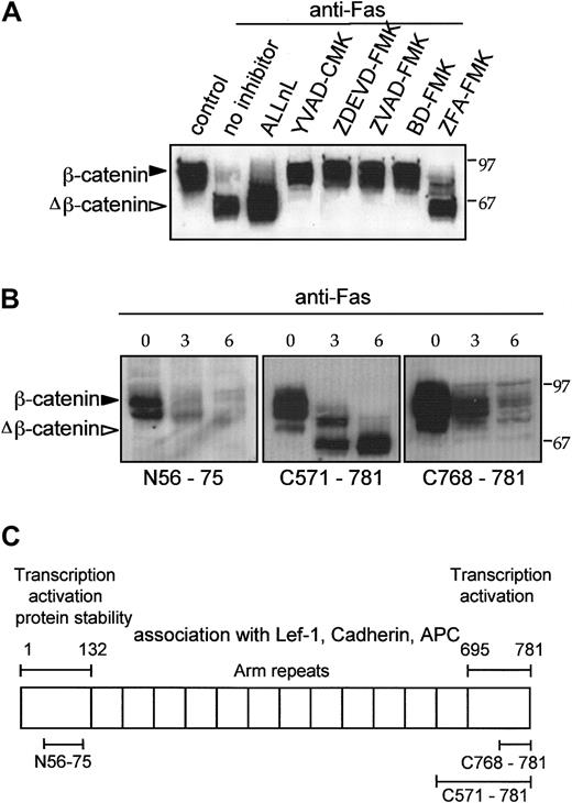 Fig. 6. N- and C-terminal cleavage of β-catenin by a caspaselike protease in response to anti-Fas. / (A) Tetrapeptide caspase inhibitors block β-catenin cleavage induced by anti-Fas. Jurkat cells were preincubated for 30 minutes with various inhibitors as indicated and then treated with 100 ng/mL anti-Fas for an additional 6 hours at 37°C. Untreated control cells were compared with cells treated with anti-Fas or cells treated with anti-Fas and ALLnL (100 μM), YVAD-CMK, ZVAD-FMK, ZDEVD-FMK, or BD-FMK (20 μM each). The cathepsin inhibitor ZFA-FMK (20 μM) was used as a negative control reagent for peptide-FMK compounds. (B) Differential recognition of cleaved β-catenin by 3 anti–β-catenin antibodies. Untreated log phase Jurkat cells were compared with cells treated with anti-Fas (100 ng/mL) for the time indicated. Control and apoptotic Jurkat cell lysates were analyzed for β-catenin by Western blotting with anti–β-catenin antibodies that recognize amino acids 56 to 75, 571 to 781, and 768 to 781. (C) Schematic diagram indicates location of structure-function elements in β-catenin protein and regions recognized by anti–β-catenin antibodies.