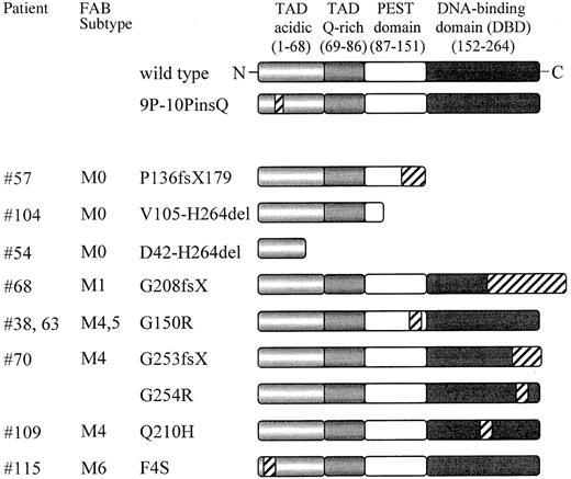 Fig. 1. Schematic representation of the PU.1 mutations found in AML patients. / PU.1 wild-type consists of 2 transactivation domains (TAD), a PEST domain, and a DNA-binding domain (DBD); the numbers refer to the location of the amino acids of the human PU.1 protein. Mutated sequences or frame shift sequences downstream of the mutation are depicted with hatched bars. The FAB subtypes are shown in the second column. 9P-10PinsQ represents a 3 base pair insertion splice variant found equally in healthy volunteers as well as in AML patients, which demonstrated no difference in DNA binding or transactivation compared to wild-type PU.1. fs indicates frame shift; X, new stop codon due to frame shift mutation; del, deleted sequences. ins: inserted sequences.