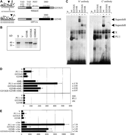 Fig. 3. The PU.1 mutations G253fsX and G254R identified in AML M4 patient #70 demonstrate decreased DNA binding, transactivation, and synergism with AML1 and c-Jun. / (A) The top left panel represents the one base pair deletion G253fsX; the lower left panel depicts the point mutation G254R. Sequences are shown below the left panels for the mutation (above) and the wild-type (below). The panels on the right are schematic representations of these 2 mutations in the DNA-binding domain (DBD) with the frame shift sequences depicted with hatched bars. (B) Western blot using a FLAG antibody. FLAG-tagged PU.1 wild-type (wt), vector only, which lacks a FLAG-tag (V), or FLAG-tagged G254R, G253fsX, or G208fsX mutants were in vitro translated and run on the SDS gel. Molecular weight markers are shown on the left. (C) Electrophoretic mobility shift assay (EMSA) analyzing DNA binding to the PU.1 site in the M-CSF receptor promoter of in vitro translated proteins encoded by PU.1 wild-type and the PU.1 mutants G253fsX and G254R. The input protein for wild-type and mutant PU.1 proteins is shown in Figure 3B. (Left panel) Binding was supershifted using an antiserum directed against the amino terminus of the PU.1 protein. Consistently, we observed that the complex obtained for PU.1 wild-type with the amino terminal antibody migrated more slowly than the complex containing one of the mutant proteins. (Right panel) Supershift was achieved with an antibody directed against amino acids 251 to 271 of the murine PU.1 protein. X indicates nonspecific binding activity (does not compete with self oligonucleotide); P, labeled probe alone. In both panels, the complex migrating more slowly than wild-type PU.1, which does not react with either antibody, has been observed previously in EMSA using this probe.20 (D, upper panel) COS7 cells were transfected with PU.1 wild-type (wt) or one of the 2 PU.1 mutants identified in AML patient #70 (G253fsX and G254R) together with either AML1 or pcDNA3 vector alone (V). Either 500 ng of a single PU.1 allele or 250 ng each of 2 PU.1 alleles were transfected. The AML1 cofactor CBFβ was present in all transfections in equimolar amounts. The reporter consisted of a luciferase construct with a wild-type PU.1 site.35 The ability to activate the PU.1 site derived from the M-CSF receptor promoter is indicated in luciferase units normalized to wild-type PU.1 ( = 100). Synergy was calculated by the ratio of the activity observed with cotransfected AML1 and PU.1 wild-type divided by the arithmetic addition of AML1 activation alone and PU.1 wild-type activation alone. The same ratio was determined for the PU.1 mutant G254R and indicated to the right of each bar. (Lower panel) The same assay as above, except the reporter consisted of a luciferase construct with the PU.1 site mutated (mut. PU.1 site).35(E) F9 cells that are c-Jun deficient were transfected with PU.1 wild-type (wt) or the 2 PU.1 mutants identified in AML patient #70 (G253fsX and G254R) together with c-Jun or the empty expression vector (V). Empty expression vector was added in all transfections to ensure that equal amounts of DNA were transfected. The ability to activate the PU.1 site in the M-CSF receptor promoter and synergism with c-Jun was determined as described for panel D.