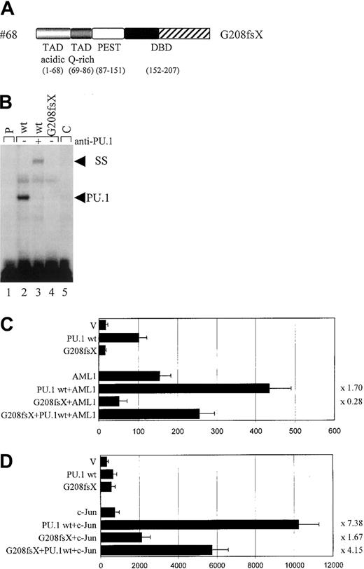Fig. 4. Functional consequences of the G208fsX mutation. / (A) Schematic representation of the G208fsX mutation in the DNA-binding domain (DBD) with the frame shift sequences depicted with hatched bars. (B) EMSA analysis of the binding of nuclear extracts from COS7 cells transfected with PU.1 wild-type (wt; lane 2) or G208fsX (mut; lane 4) to the PU.1 binding site in the M-CSF receptor. ss indicates that PU.1 wild-type binding was supershifted with carboxyl terminal-specific PU.1 antiserum (lane 3); C, competition of wild-type binding with 100-fold excess of unlabeled oligonucleotide (lane 5); and p, labeled probe alone (lane 1). As in Figure 3C, the complex migrating more slowly than wild-type PU.1, and which does not react with the anti-PU.1 antibody, has been observed previously in EMSA using this probe.20 (C) COS7 cells were transfected with PU.1 wild-type (wt) or the PU.1 mutant G208fsX (mut) together with either AML1 or the pcDNA3 vector (V). The ability to activate the PU.1 site in the M-CSF receptor promoter was measured. Synergy represents the ratio of the activity seen with cotransfected AML1 and PU.1 wild-type divided by the arithmetic addition of AML1 activation alone and PU.1 wild-type activation alone. The same ratio was determined for the PU.1 mutant and indicated to the right of each bar. (D) c-Jun–deficient F9 cells were transfected with PU.1 wild-type (wt) or the G208fsX mutant (mut) together with c-Jun or the empty expression vector (V). Empty expression vector was added in all transfections to ensure that equal amounts of DNA were transfected. The ability to activate the PU.1 site in the M-CSF receptor promoter and synergy was determined as described for panel C.