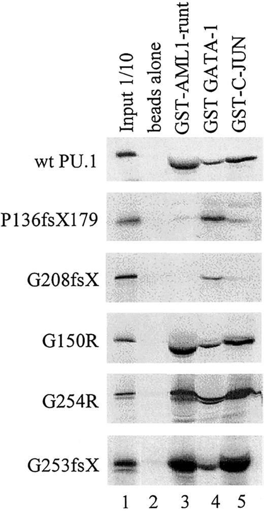 Fig. 5. Physical interaction of wild-type and mutant PU.1 peptides with AML1, GATA-1, and c-Jun. / GST-fusion proteins for AML1 (runt domain), GATA-1, or c-Jun were incubated with in vitro translated PU.1 wild-type or one of the PU.1 mutant peptides. The interaction with GATA-1 served as a positive control, since GATA-1 interacts with both the amino and carboxyl terminus of PU.1.3943 Input: 1/10: 10% of in vitro translated protein used for binding reaction was loaded as a control.