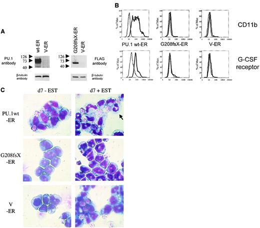 Fig. 7. The G208fsX mutant is defective in induction of myeloid differentiation of PU.1−/− cells. / Conditional expression of the estrogen receptor alone, or fused to wild-type PU.1 or the G208fsX mutant in PU.1−/− cells. (A) Left panel: Western blot using carboxyl terminal PU.1 antiserum (1:500; Santa Cruz, catalog #sc-352) of whole cell lysates from PU.1−/− cells transfected with wild-type human PU.1-estrogen receptor fusion plasmid (wt-ER) or the estrogen receptor (V-ER) alone. The V-ER estrogen receptor alone contains no PU.1 or FLAG sequences. The migration of molecular weight markers is shown to the left of each panel. The blot was reprobed for β-tubulin as a loading control (lower panel). Right panel: Western blot using a FLAG antibody detecting the G208fsX PU.1 mutant fused to the estrogen receptor. Shown below is the β-tubulin control. (B) Flow cytometric analysis for CD11b expression (upper panel) and G-CSF receptor expression (lower panel). PU.1−/− cells expressing the PU.1 wt-ER, the PU.1 mutant G208fsX-ER, or the estrogen receptor alone (V-ER) were untreated (fine lines) or treated (thick lines) with 1 mM β-estradiol for 7 days. CD11b and G-CSF receptor expression were determined by flow cytometry. (C) Wright-Giemsa staining of PU.1−/−cells expressing PU.1 wild-type or mutant-ER fusion proteins. Cells were untreated (d7-EST) or treated with (d7 + EST) 1 mM β-estradiol for 7 days. The arrow in the upper right panel indicates a mature neutrophil in cells expressing PU.1 wild-type protein. Magnification × 100.