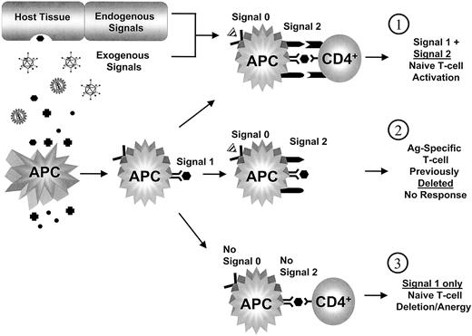 Fig. 1. APC antigen presentation to naive CD4+ cell. / (1) APCs presenting antigens on MHC class II molecules (signal 1) are stimulated to express costimulatory molecules (signal 2) by endogenous and exogenous factors (signal 0) → naive T cells receiving signal 1 in the presence of signal 2 are activated and an immune response is initiated against the antigen. (2) An APC presenting antigen (signal 1) and stimulated by signal 0 to express costimulation (signal 2) does not find a T-cell receptor (and thus a naive T cell) capable of recognizing the presented antigen → T cell previously deleted or down-regulated (anergy) when encountering the same (or similar) antigen without signal 2. (3) A naive T cell receiving signal 1 in the absence of signal 2, by an APC, is deleted or anergy is induced.