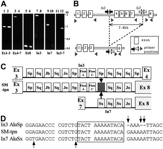 Fig. 2. Analysis of normal and S.M.'s. / TAPASIN genes. (A) Genomic polymerase chain reaction (PCR) of a TAPASIN gene. PCR products were analyzed by 1.5% agarose gel electrophoresis. Odd lanes show 1B1-LCL (healthy control). Even lanes show SM-LCL. PCR primers used were as follows: exon 1-3; 5′-AGGAAGAGGAGGCTTCATGG-3′(forward), 5′-CCTTAGAATCTACCCACCCTT-3′(reverse); exons 4-7, 5′-TCATGCCCCTTCCCAACCC-3′(forward), 5′-ATAGGATGAGGAGATAAAGTGA-3′(reverse); exon 8, 5′-TTAAGAAGATGCAGGAGATACA-3′(forward), 5′-CACTCAGTGGAGAGAGATTG-3′(reverse); intron 3, 5′-CAGGCCTATACTTTCTTAAT-3′ (forward), 5′-ACCCCTTTCTTGTGCCTAGT-3′(reverse); intron 7, 5′-AACAATATAAGAAATTACAGGC-3′(forward), 5′-TGTATCTCCTGCATCTTCTTAA-3′(reverse). PCR products sizes are as follows: exons 1-3, 908 base pairs (bp); exons 4-7, 1529 bp; exon 8, 305 bp; intron 3, 1711 bp; intron 7, 1038 bp. (B) Schematic of normal and S.M.'s TAPASIN gene structure. Upper line shows normalTAPASIN gene; lower line, S.M.'s TAPASIN gene. Boxes indicate exons. PCR primer positions are indicated by arrowheads (exon primers) or arrows (intron primers; black arrows, intron 3; white arrows, intron 7, respectively). A 7.4-kilobase (kb) portion indicated by doted lines was deleted in S.M.'s TAPASIN gene. Scales of exons and introns are approximations. (C) Intron 3 structure of S.M.'s TAPASIN gene. Upper line shows normal tapasin intron 3 region; middle line, S.M.'s intron 3 region; lower line, normal tapasin intron 7 region. Arrows indicate putative breakpoints. Boxes indicate exons and Alu-repetitive sequences. In SM-tpn, open boxes correspond to the exon 3 to exon 4 region; shaded boxes correspond to the exon 7 to exon 8 region of normal TAPASIN gene. A hatched box (marked with arrows) indicates a putative recombination region. (D) Nucleotide sequence of putative recombination junction. Upper sequence shows normal tapasin intron 3 AluSp region; middle sequence, S.M.'s tapasin; lower sequence, normal tapasin intron 7 AluSx region. Arrows indicate differences in nucleotide sequence positions between S.M.'s and normal intron 3 or intron 7. Box indicates a putative recombination junction area.