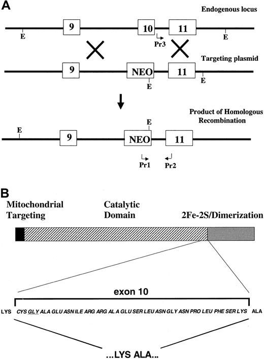 Fig. 1. Structure of the mouse ferrochelatase locus and exon 10–deleted protein. / (A) Diagram indicates the structure of the native ferrochelatase locus (top) and the targeted ferrochelatase locus (bottom). EcoRI restriction endonuclease sites, which can be used for Southern blot genotyping, are indicated with an E. The position of the gene-specific primers used for PCR genotyping of the targeted locus are indicated by bent arrows. The Pr1 primer sequence is located in the 3′ end of the neomycin cDNA, and the Pr2 primer sequence is located in the 5′ end of exon 11. The Pr3 primer sequence is located in intron 10 in a region that has been deleted in the homologous recombinant. (B) Schematic of the ferrochelatase protein and known functional domains (top). Amino acids conferred by exon 10 and approximate location in the protein (bottom). The underlined glycine is a valine in the human sequence.