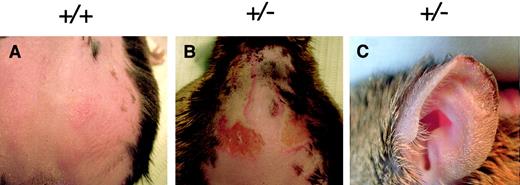 Fig. 5. Heterozygous mice exhibit photosensitivity. / (A) Control or (B) heterozygous mice were exposed to mercury vapor lamp light (that was UV shielded) for 30 minutes. Lesions were observed on the depilated backs and (C) ear tips of heterozygous mice 72 hours after light exposure. Genotypes are indicated above each figure.
