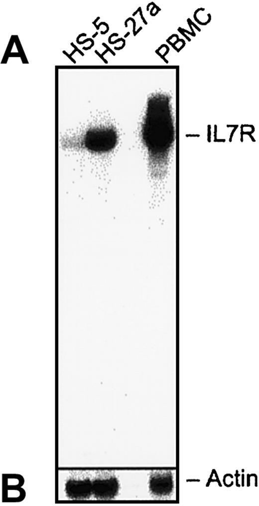 Fig. 2. Northern blot analysis of IL-7R gene expression. / Total RNA (20 μg/lane) from HS-27a, HS-5, or PBMCs was separated on an RNA agarose gel and blotted onto a nylon membrane. The membrane was probed with a P32-labeled IL-7R probe (A). The DNA sequence of the probe covers 1098 base pairs from the 3′ end and was confirmed to hybridize to human IL-7R. The bound probe was stripped off, and the membrane was reprobed with a P32-labeled actin probe (B). The data indicate a strong signal for IL-7R sequences in RNA isolated from HS-27a and PBMCs but not HS-5 cells.