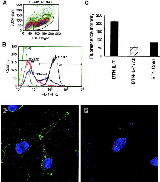 Fig. 5. IL-7 binds to HS-27a cells. / Cells in suspension were incubated in PBS containing BTN–IL-7, BTN-Ctrl, or no protein (FITC only), followed by incubation with FITC-avidin. Live cells were gated, as shown in panel A, and analyzed by flow cytometry (B). Neg indicates the position of unstained control cells. (C) Cells were incubated under adherent conditions with BTN–IL-7, the mixture of BTN–IL-7 plus blocking anti–IL-7 antibodies (BTN–IL-7+Ab), or BTN-Ctrl. The cells were incubated with FITC-avidin and washed, and the fluorescence was measured by a fluorescence plate reader. Each bar represents the average ± SD for 4 samples. Nuclei of the cells incubated with BTN–IL-7 or the mixture of BTN–IL-7 plus blocking anti–IL-7 were counterstained with Hoechst dye, and staining of FITC (green) and Hoechst (blue) was visualized by fluorescence microscopy in panel D or E, respectively. Original magnification × 600.