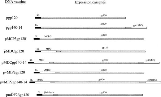Fig. 1. Schema of plasmid DNA constructs used. / All constructs were based on the same mammalian expression vector, regulated with the promoter and enhancer of the early gene of CMV and transcription termination region (polyA) from SV40.16 The genes contained optimized Kozak 5′–untranslated region. The gene for gp120 from HIV-1 89.6 was PCR cloned in frame either with the signal sequence (SL) of murine IP-10 or with chemokine or β-defensin 2 genes (MCP-3, MDC, vMIP2, and mDF2β, respectively). Constructs with gp140-14 consisted of fusion of gp120 with the extracellular domain of gp41 linked via a flexible 14–amino acid peptide (pgp140-14). The gp140-14 was also fused with chemokines, such as human MDC and vMIP2 (pMDCgp140-14 and pvMIP2gp140-14, respectively). All expression cassettes were verified by DNA sequencing, and protein expression was assessed by transient transfection of HEK293 cells.