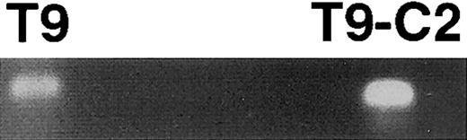 Fig. 3. T9 and T9-C2 cells produce CINC (IL-8) mRNA as detected by RT/ PCR. / The T9 and T9-C2 cells were refed with fresh tissue culture media and after 4 hours' incubation the total RNA was isolated. One microgram of total RNA was incubated with the CINC primers and was amplified.