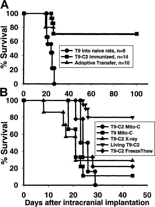 Fig. 7. Rats that spontaneously reject mM-CSF T9-C2 cells are immune to intracranial T9 gliomas. / Rats were immunized for 2 weeks with 3×105 living T9-C2 cells and then implanted with 104 T9 cells intracranially (A). Data are also shown from rats that were immunized with living T9-C2 cells for 2 weeks, after which they were killed. Splenocytes were then removed and adoptively transferred into naive rats that were implanted with 104 T9 cells intracranially. (B) Rats were injected with 3×105 T9-C2 cells that were untreated (n = 20), x-irradiated with 10G (n = 7), treated with mitomycin-C (n = 6), or killed by freeze-thawing (n = 9). As a comparison, T9 cells treated with mitomycin-C were injected into 9 rats. After 2 weeks, the various immunized rats were implanted with 104 T9 cells intracranially. The rats that had been immunized with the living T9-C2 cells were significantly different (P < .001) from all other groups.