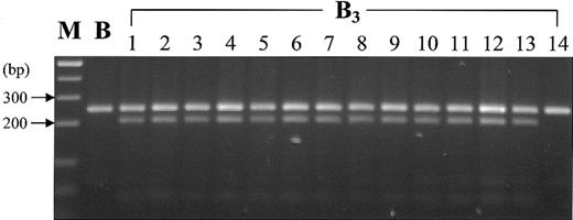 Fig. 2. PCR-RFLP analysis of the IVS3 + 5 G → A splice site mutation in ABO genes. / The IVS3 + 5G → A mutation identified in the B gene of the B3 propositus creates a BsmI site. The 247-bp PCR product, encompassing the exon 3–intron 3 junction, amplified from the gene with the IVS3 + 5G → A mutation yielded 206- and 41-bp fragments, after digestion with BsmI restriction endonuclease, while the 247-bp PCR product from a wild-type gene was resistant to digestion. The BsmI-cleaved products were analyzed by 3.5% agarose gel electrophoresis. Samples from the B3 propositus (lane 1) and another 13 unrelated B3 individuals (lanes 2-14) together with samples from 30 randomly selected group B individuals were subjected to PCR-RFLP analysis. One of the results obtained from the group B individuals is shown in lane B. Lane M shows the molecular mass standards of the 100-bp ladder. The results indicate that 13 of the 14 B3individuals, all but the 1 shown in lane 14, possessed one allele with the IVS3 + 5G → A mutation, while none of the 30 group B individuals had the mutation.