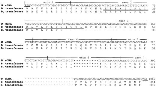 Fig. 5. Comparison of the amino acid sequences predicted from the B transcript and theB3 transcript with exon 3 skipped. / A normal B cDNA predicts a polypeptide of 354 amino acids with a transmembrane segment of residues 17 through 37 (double underlined). The amino acid sequence predicted from theB3 transcript with exon 3 skipped lacks 19 amino acid residues in the N-terminal portion and preserves the majority of the transferase protein with the catalytic C-terminal remaining intact. The translation start and stop codons are underlined.