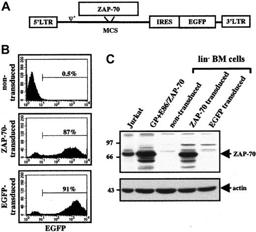 Fig. 1. Transduction of ZAP-70−/− BM cells with a ZAP-70–expressing MLV-based vector. / (A) Schematic representation of the MLV-based ZAP-70/EGFP vector harboring the WT ZAP-70 cDNA. The relative positions of the LTRs, packaging signal (ψ), ZAP-70 cDNA, IRES, and EGFP cDNA are indicated. (B) Stimulated lin− BM progenitor cells were incubated with the appropriate retroviral supernatants. Cells were then expanded for 48 hours and assessed for EGFP expression by flow cytometry. Representative histograms of the nontransduced, ZAP-70/EGFP–transduced, and EGFP-transduced lin− BM cells are shown, and the percentages of EGFP+ cells are indicated. (C) Expression of ZAP-70 in transduced ZAP-70−/− lin− BM cells as well as in the GP + E86 packaging cell line harboring the ZAP-70–expressing retroviral vector and a human T-cell line, Jurkat, was assessed in Western blots using an αZAP-70 mAb. Protein loading was monitored by immunoblotting with an α-actin mAb.