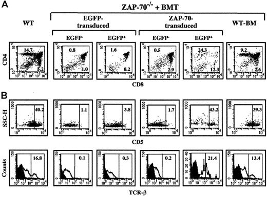Fig. 2. Thymocyte differentiation in ZAP-70−/− mice undergoing transplantation with ZAP-70 genecorrected BM cells. / Thymocytes were harvested from euthanized animals at 18 weeks after BMT and analyzed by flow cytometry. (A) Thymocytes were stained with PE-conjugated αCD8 and Cy-conjugated αCD4 mAbs. The percentages of CD4+ and CD8+ SP thymocytes are indicated in each dot plot. (B) As a measure of thymocyte differentiation, expression of CD5 and TCRβ was assessed in the EGFP− and EGP+ thymocyte populations of ZAP-70−/− mice undergoing transplantation with control EGFP or ZAP-70/EGFP retroviral vectors. Expression of these 2 markers was also monitored in the total thymocyte population of WT mice and ZAP-70−/− mice undergoing transplantation with WT BM. The percentages of CD5hi and TCRβhi cells are indicated. Histograms are representative of data obtained from 3 to 4 mice in each group.