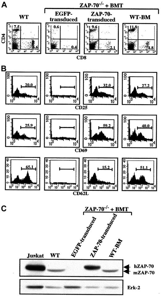 Fig. 3. T-lymphocyte reconstitution in ZAP-70–transduced mice. / Splenocytes were collected from euthanized animals at 18 weeks following BMT and analyzed by flow cytometry. (A) Cells were stained with PE-conjugated αCD8 and Cy-conjugated αCD4 mAbs. The percentages of CD4+ and CD8+ T cells in each dot blot are indicated. (B) The activation status of the CD4+ T-cell population was determined using PE-conjugated αCD25 and αCD69 mAbs, and the relative percentages of naive and memory CD4+ T cells were monitored with a mAb recognizing CD62L (CD62L+ and CD62L−, respectively). The percentages of stained cells are indicated in each histogram. These parameters could not be analyzed in ZAP-70−/− mice undergoing transplantation with ZAP-70−/− progenitor cells harboring the EGFP vector. Data are representative of results obtained from 3 to 4 mice in each group. (C) Expression of ZAP-70 in EGFP-transduced splenocytes, ZAP-70–transduced splenocytes, and ZAP-70−/− mice undergoing transplantation with WT BM as well as WT mice and the human T-cell line, Jurkat, was assessed in Western blots using an αZAP-70 mAb that reacts against both human (hZAP-70) and murine ZAP-70 (mZAP-70). Protein loading was monitored by immunoblotting with an αErk2 mAb. Data are representative of results obtained using splenocytes isolated from 2 mice in each group.
