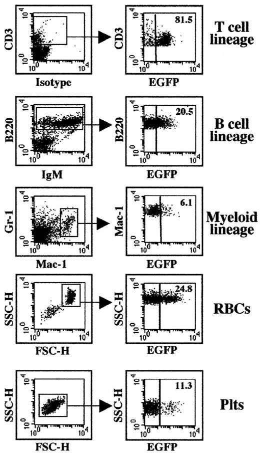 Fig. 5. Expression of the EGFP marker gene in differentiated hematopoietic cells following transplantation of ZAP-70/EGFP–transduced BM cells. / The percentages of transduced splenic T cells, B cells, and myeloid cells, as well as red blood cells (RBCs) and platelets (Plts), were assessed in ZAP-70–deficient mice undergoing transplantation with ZAP-70/EGFP–transduced BM progenitor cells. Splenic T, B, and myeloid cells were gated based on CD3, B220, and Gr-1/Mac-1 expression, respectively (left panel, gated populations are indicated). RBCs and Plts were identified based on specific FSC/SSC profiles as previously described.3334Expression of EGFP in each lineage was determined in the designated gate, and the percentages of positive cells are indicated (right panel). Representative data from 1 of 3 ZAP-70–transduced mice are shown.